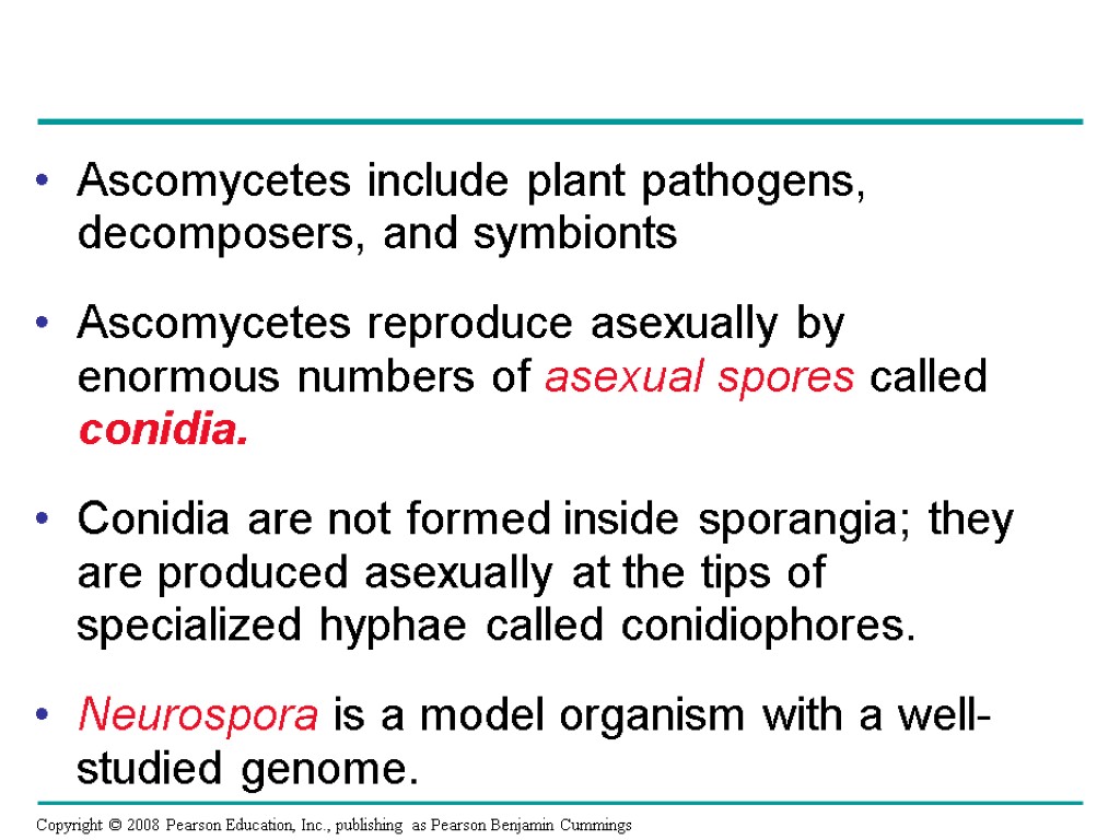 Ascomycetes include plant pathogens, decomposers, and symbionts Ascomycetes reproduce asexually by enormous numbers of